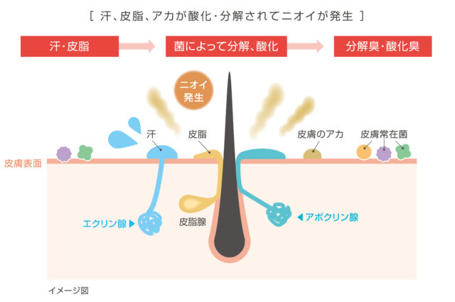 頭皮臭 の仕組みとその抑制方法 Development 株式会社アリミノ